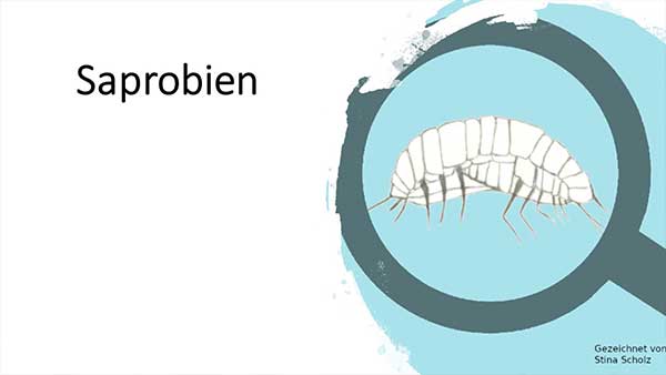 Saprobien